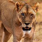 Tsavo east lion