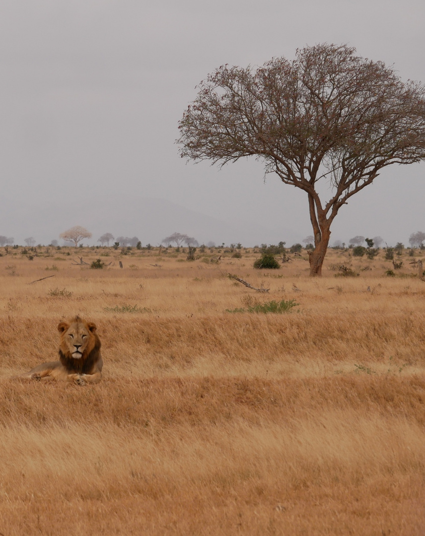 Tsavo east national park 