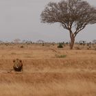 Tsavo east national park 