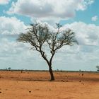 Tsavo East National Park