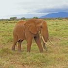 Tsavo East Nationalpark