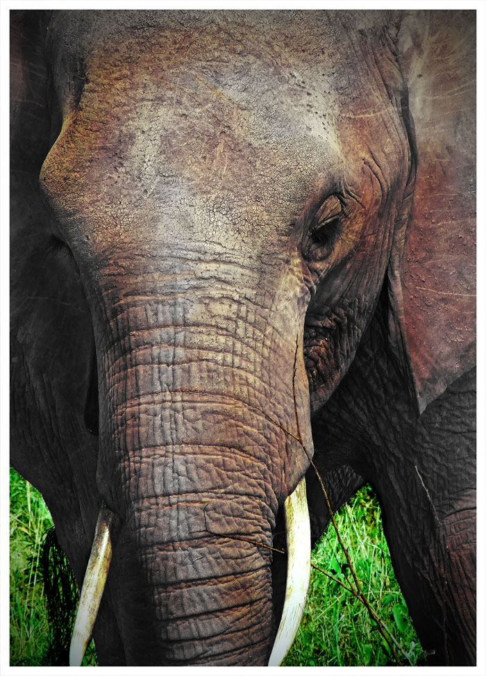 Tsavo-Elefant