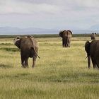 Tsavo Elefant family