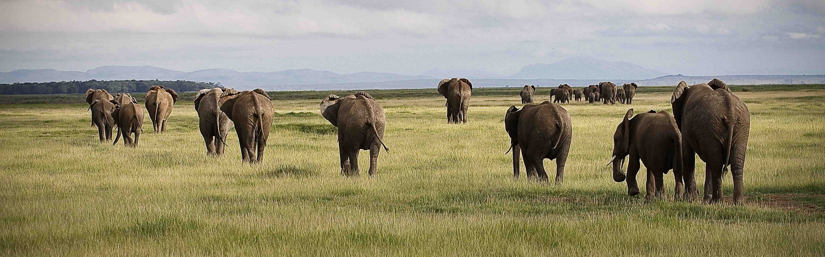 Tsavo Elefant family