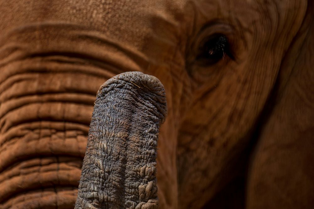 Tsavo Elephant