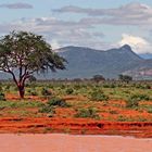 tsavo kenia