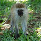 Tsavo National Park - Kenia