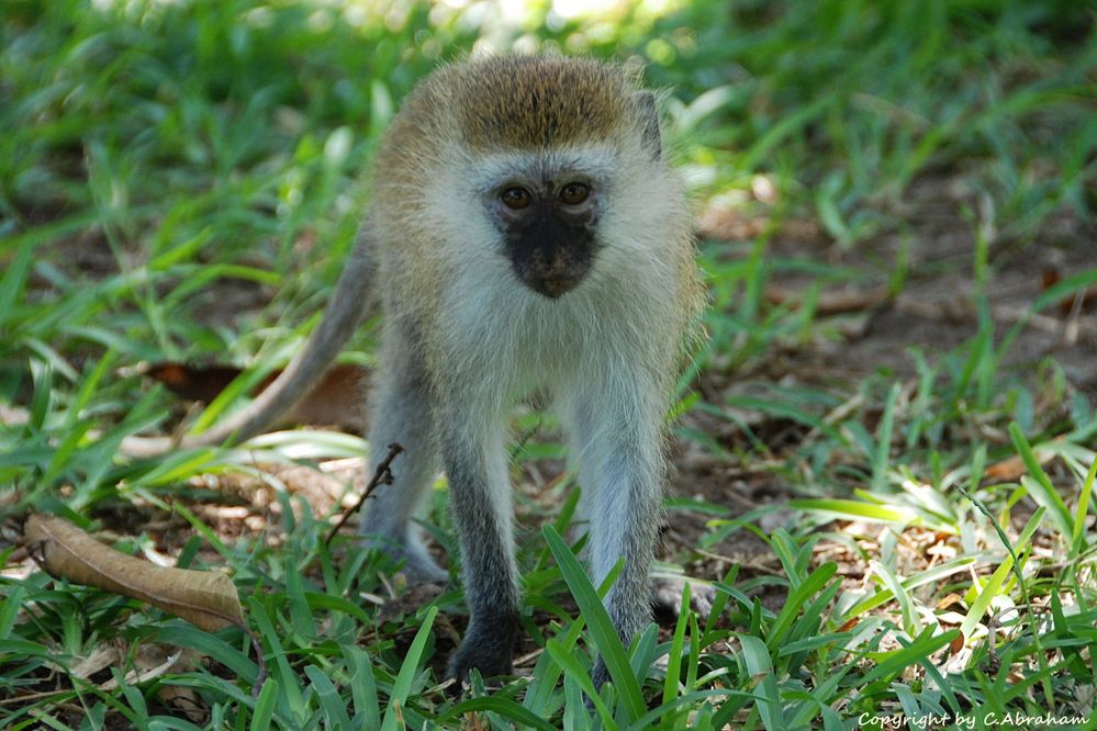 Tsavo National Park - Kenia