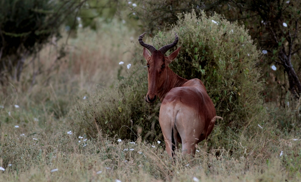 Tsavo Nationalpark