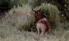 Tsavo Nationalpark