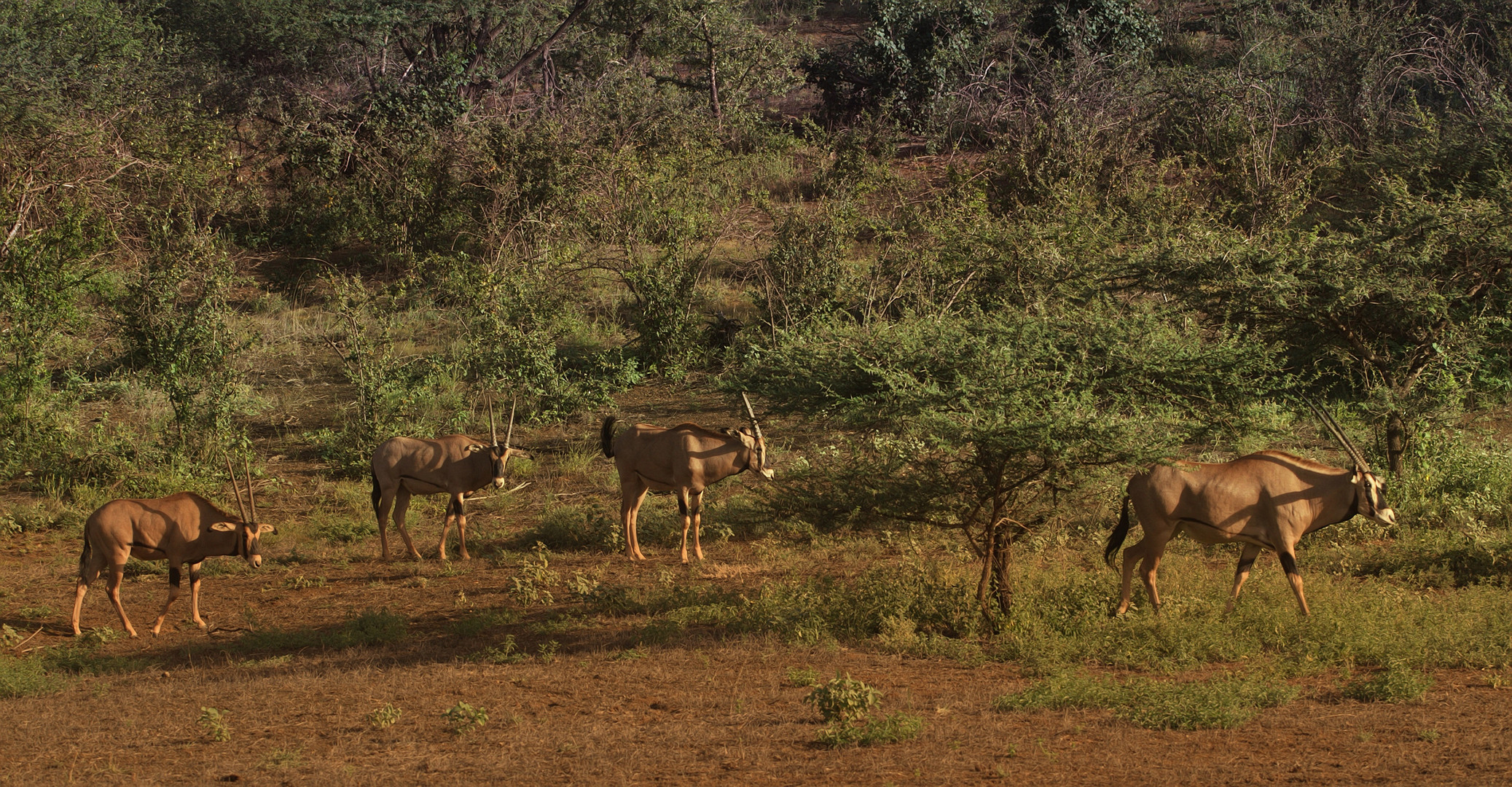 Tsavo nationalpark