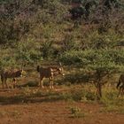 Tsavo nationalpark