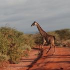 Tsavo, Nationalpark