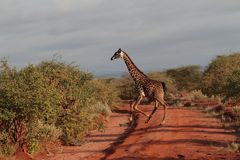 Tsavo, Nationalpark