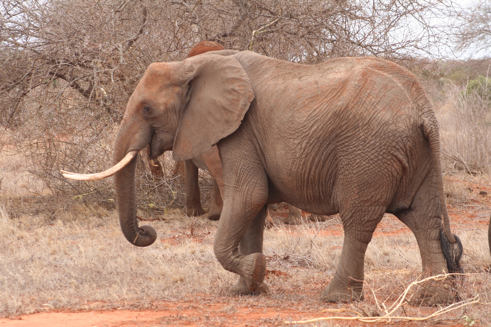 Tsavo Nationalpark Kenia