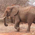 Tsavo Nationalpark Kenia