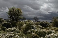 Tsavo, Nationalpark kurz vor dem Regen