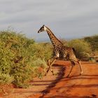 Tsavo NP