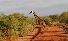 Tsavo NP