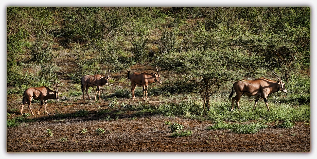 Tsavo N.P.