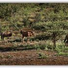 Tsavo N.P.