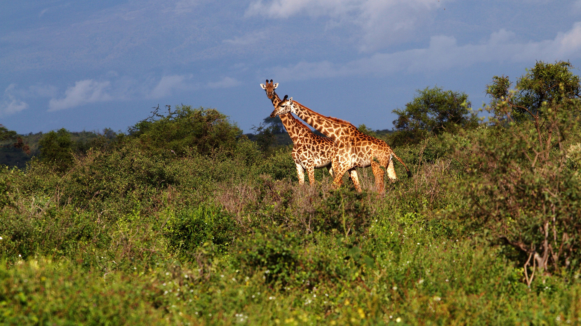 Tsavo NP,