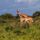 Tsavo NP,