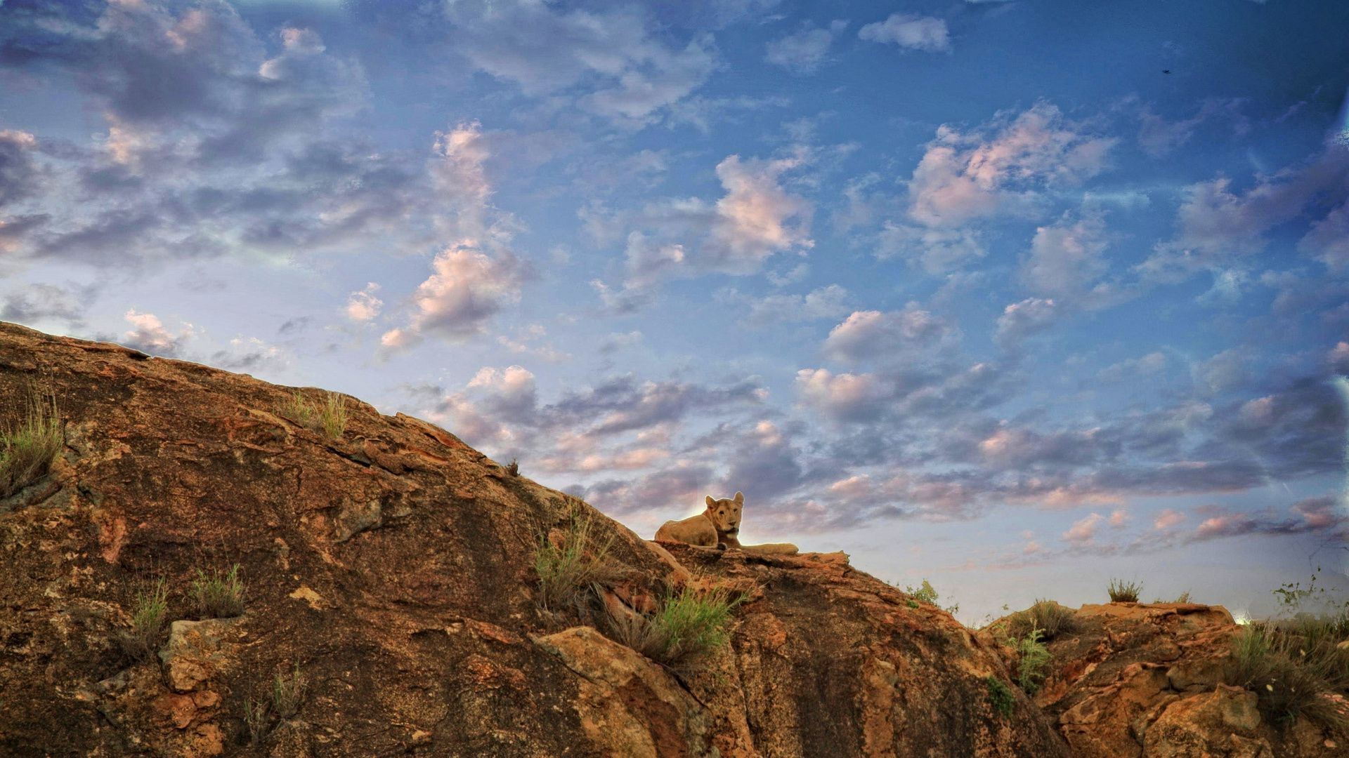 Tsavo NP , Kenia 