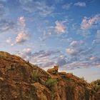 Tsavo NP , Kenia 