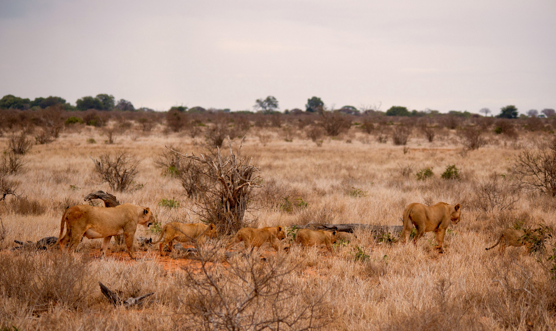 Tsavo NP Kenia