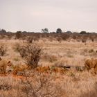 Tsavo NP Kenia