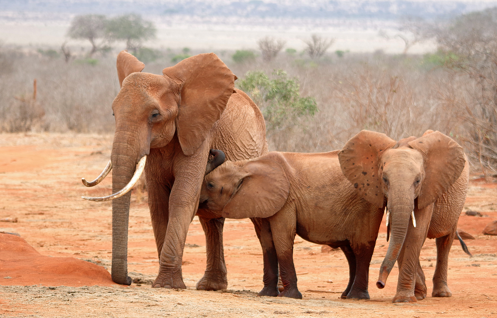 TSAVO OST Die roten Elefanten von ....