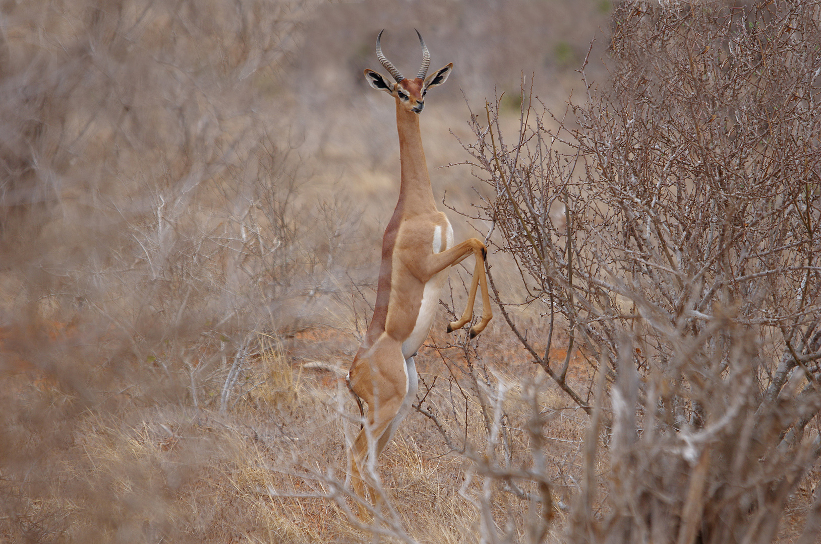 TSAVO OST Giraffenhals Gazelle