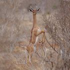 TSAVO OST Giraffenhals Gazelle