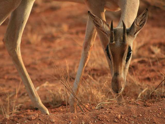 Tsavo Ost Kenia Safari