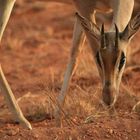 Tsavo Ost Kenia Safari