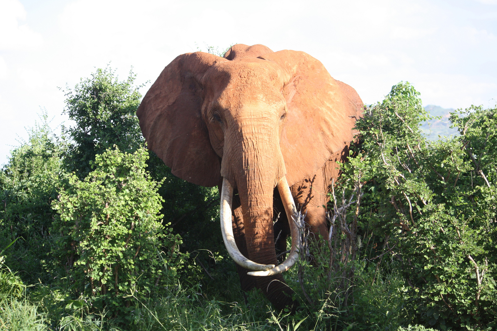 Tsavo Ost - Kenya