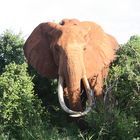 Tsavo Ost - Kenya