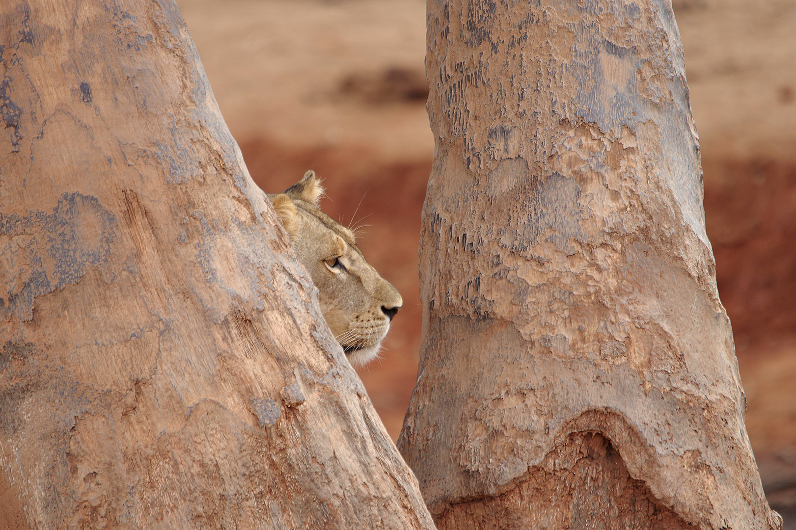 TSAVO OST Löwin beobachtet Impalas und Zebras, die zum trinken gehen wollen