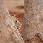 TSAVO OST Löwin beobachtet Impalas und Zebras, die zum trinken gehen wollen