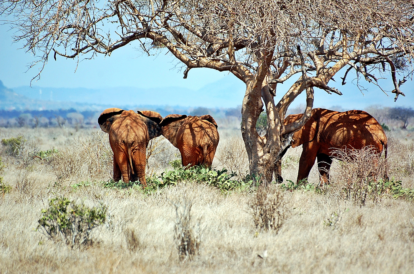 Tsavo Ost Nationalpark 