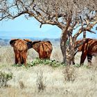 Tsavo Ost Nationalpark 