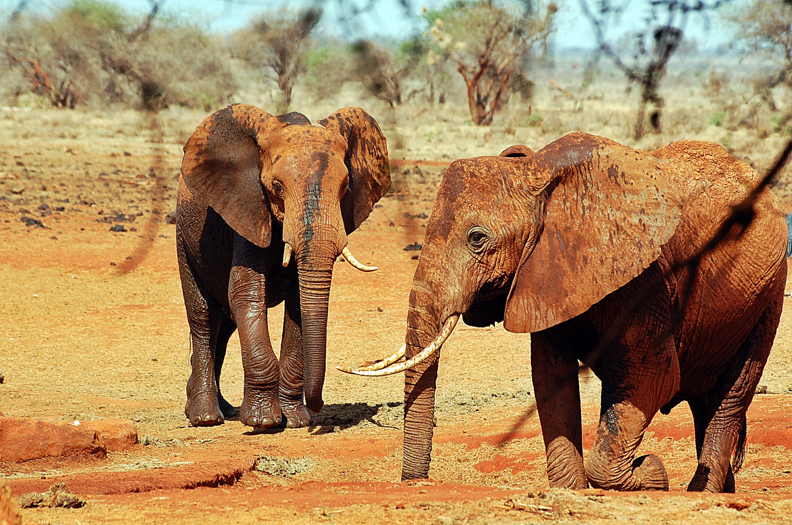 Tsavo Ost Nationalpark 