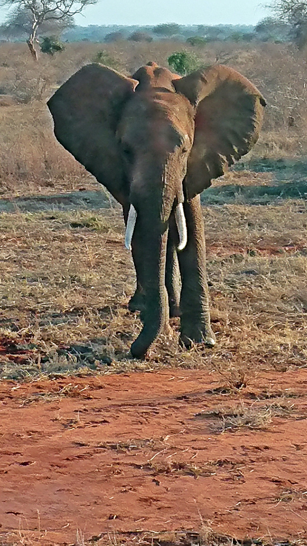 Tsavo Ost Nationalpark 