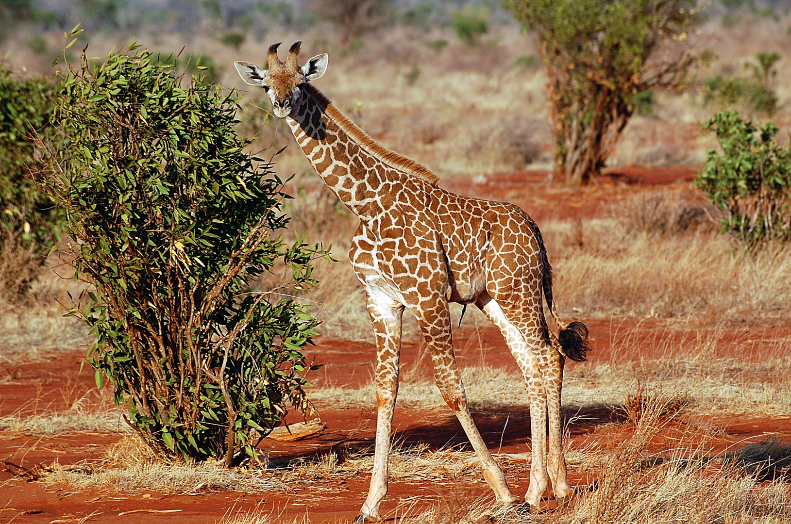 Tsavo Ost Nationalpark 