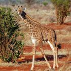 Tsavo Ost Nationalpark 