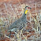 Tsavo Ost Nationalpark 