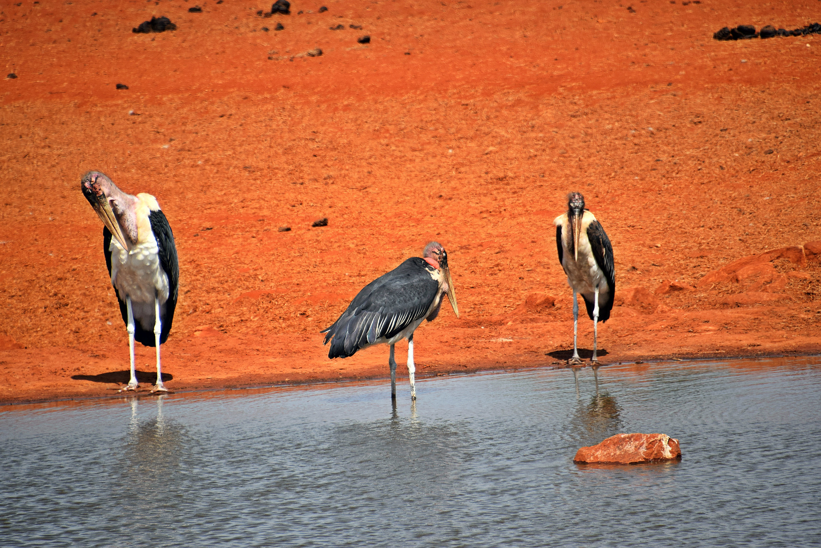 Tsavo Ost Nationalpark 