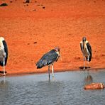 Tsavo Ost Nationalpark 