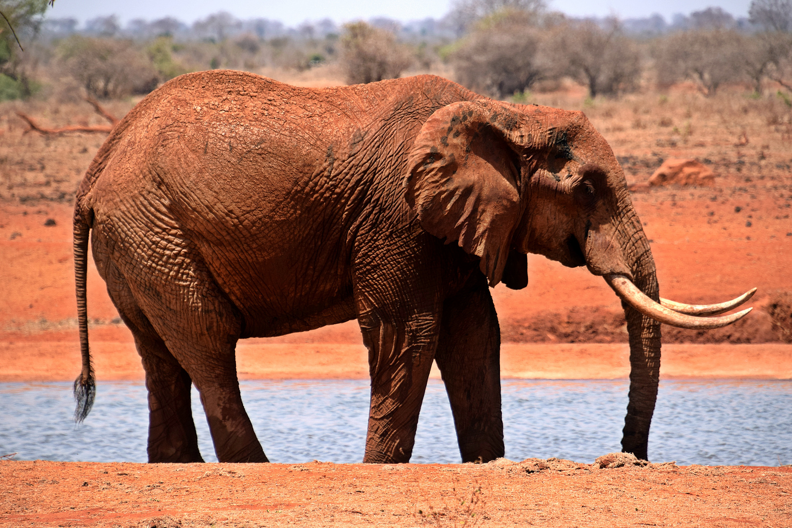 Tsavo Ost Nationalpark 